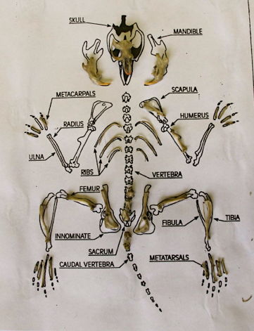 Vole Skeleton Chart