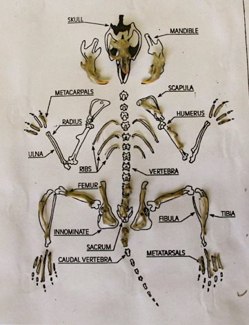 Vole Bone Chart